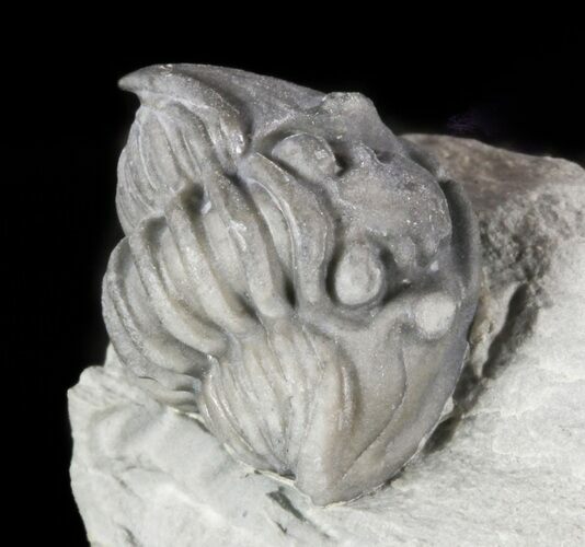 Bargain Enrolled Flexicalymene Trilobite - Ohio #47318